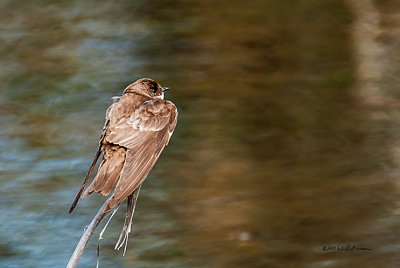 A very active bird it isn't too often you get one resting.
An image may be purchased at http://edward-peterson.artistwebsites.com/featured/bank-swallow-resting-edward-peterson.html