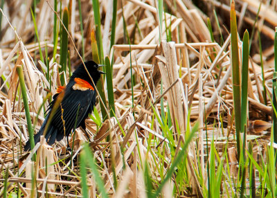 In a wooded area you can always hear them before you see them. Get even harder when they are down in the cattails.
An image may be purchased at http://edward-peterson.artistwebsites.com/featured/red-wing-hiding-edward-peterson.html