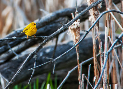 This guy really provided a bright spot on a very gray day.
An image may be purchased at http://fineartamerica.com/featured/yellow-warbler-edward-peterson.html?newartwork=true