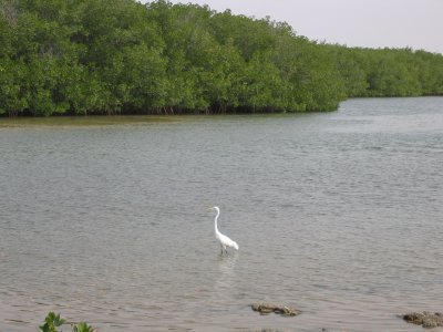 The Lagoon