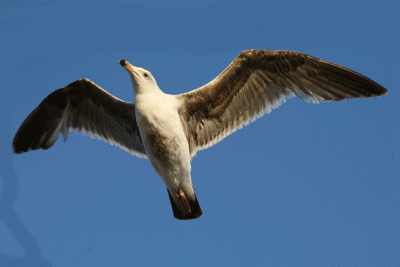 sharp-seagul.gif