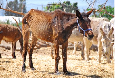 Nerja Donkey Sanctuary