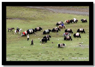 Pilgrims Hiking Kora with their Yaks, Kailash, Western Tibet
