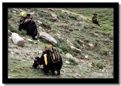 Shepard's Son Watching the Yaks, Kailash Kora, Western Tibet