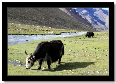Yaks Grazing by the Indus, Kailash, Western Tibet