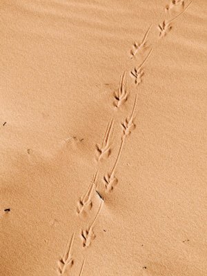 <B>Tracks</B> <BR>- Coral Pink Sand Dunes State Park, Utah