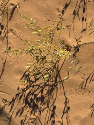 <B>Dunes Greens</B><BR> - Coral Pink Sand Dunes State Park, Utah