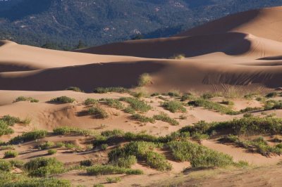 <B>Contours</B><BR> - Coral Pink Sand Dunes State Park, Utah