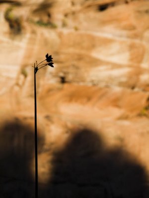 Shadow - Pond outside Kenab, Utah