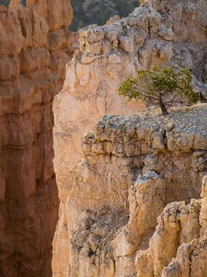 Lone Tree - Bryce Canyon National Park, Utah