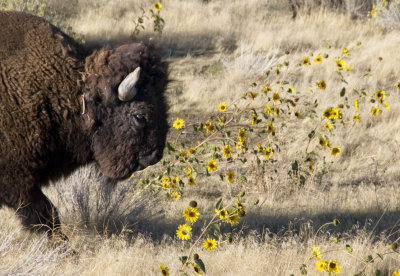 Ferdinand the Bison Antelope Island State Park, Utah September 2006