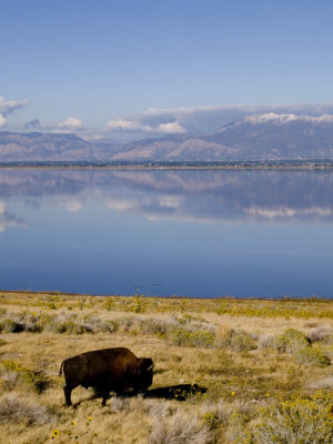 Nature Preserve Antelope Island State Park, Utah September 2006