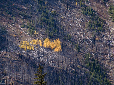 Regrowth  Yellowstone National Park, September 2006