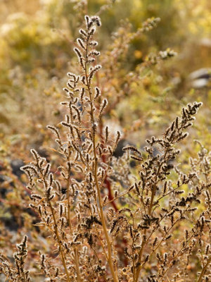 Etched in Light  Yellowstone National Park, September 2006