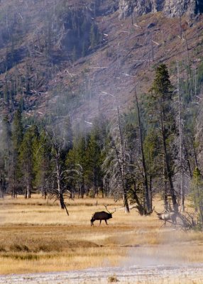 Defending Territory  Yellowstone National Park, September 2005