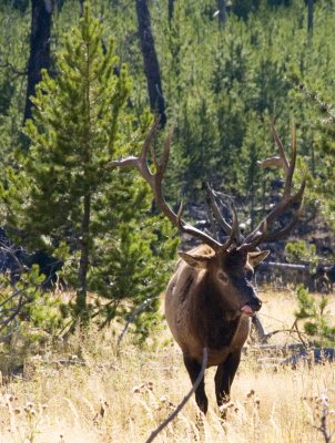 Tongue Yellowstone National Park, September 2005