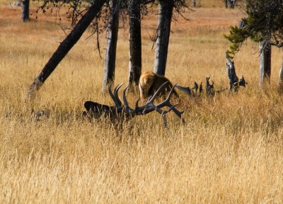 Trumpeting Rest Yellowstone National Park, September 2005