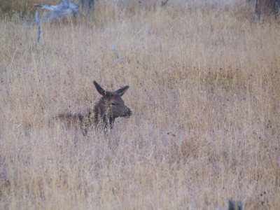 Youngster  Yellowstone National Park, September 2005
