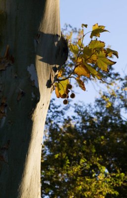 Morning Leaf Lone Pine, California  October 2006