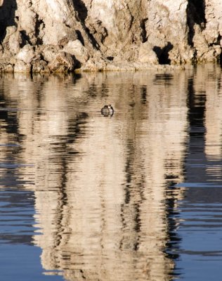 <B>Swimming</B> <BR><FONT SIZE=2>Mono Lake, California, October 2006</FONT>