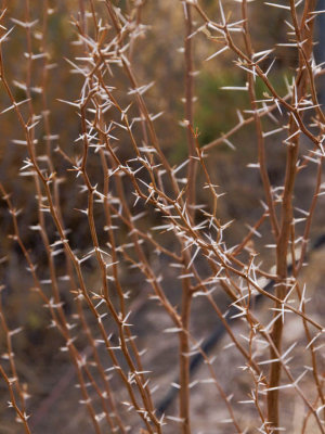 -WEED-   Tecopa CA February 2007