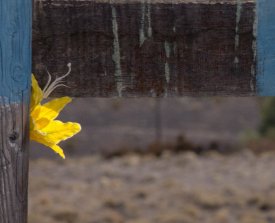 -ARTIFICIAL BEAUTY-    Tecopa CA  February 2007