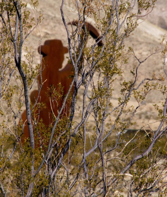 <B>Remembered Miner </B> <BR><FONT SIZE=2>Rhyolite, Nevada  February 2007</FONT>