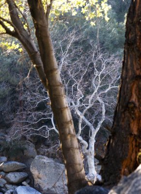 Ghost Tree Kern River Canyon, California, February 2007