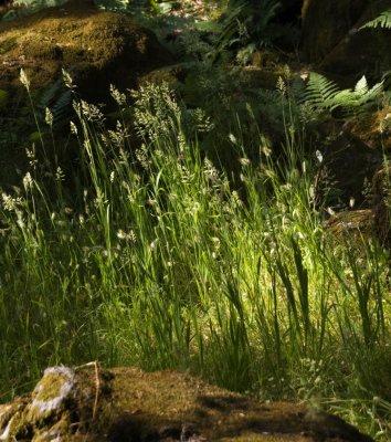 Grass Light Sonoma County California, June, 200