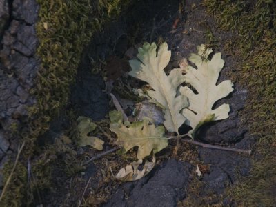 Reminders of Fall Sonoma County California, June, 200