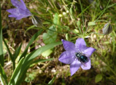 <B>Pollen Gathering</B> <BR><FONT SIZE=2>Sonoma County California, June, 200</FONT>