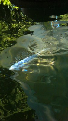 <B>Blue Fish </B> <BR><FONT SIZE=2>Oakland, California, July, 2007</FONT>