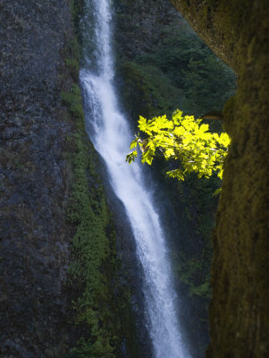  Cluster Colombia River Gorge, Oregon, July 2007