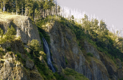 Ghost Trees Colombia River Gorge, Oregon, July 2007