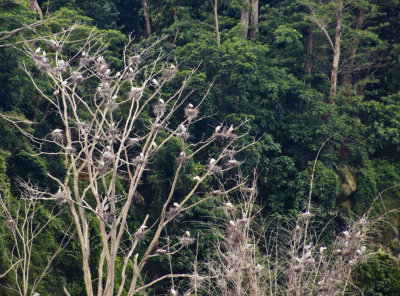 Nesting Singapore, September 2007