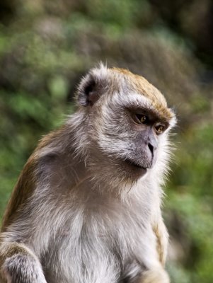 Monkey Portrait Kuala Lumpur, September 2007