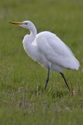 JW5Z0961.jpg