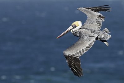 la_jolla_pelicans