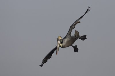 la_jolla_pelicans