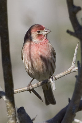 House_Finch1.jpg