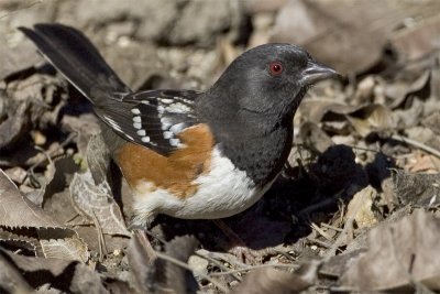 SpottedTowhee.jpg