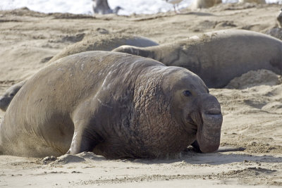 elephant_seals