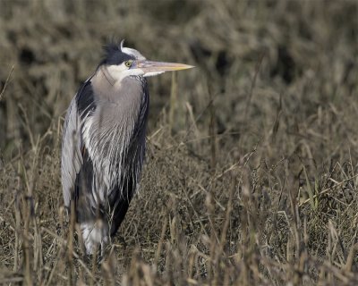 GBH070218_01.jpg