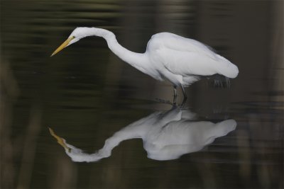 Great_Egret.jpg