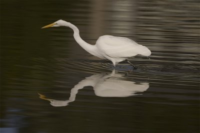 Great_Egret1.jpg