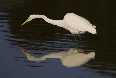 Great_Egret2.jpg