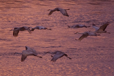 SunsetCranes2.jpg