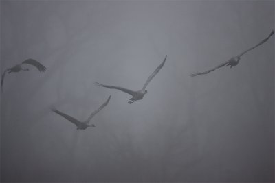 FoggyCranes.jpg