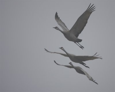 Nebraska Cranes