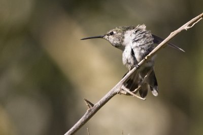 hummingbirds